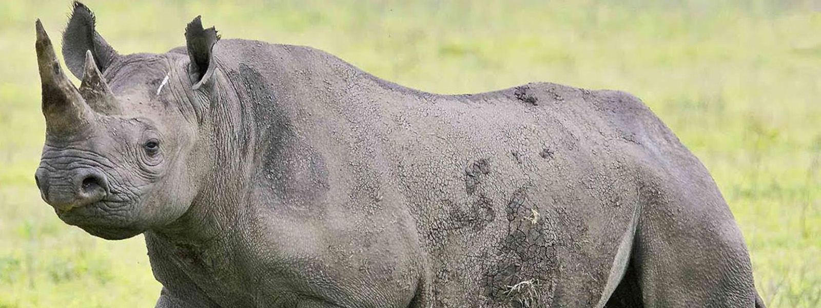 Ngorongoro