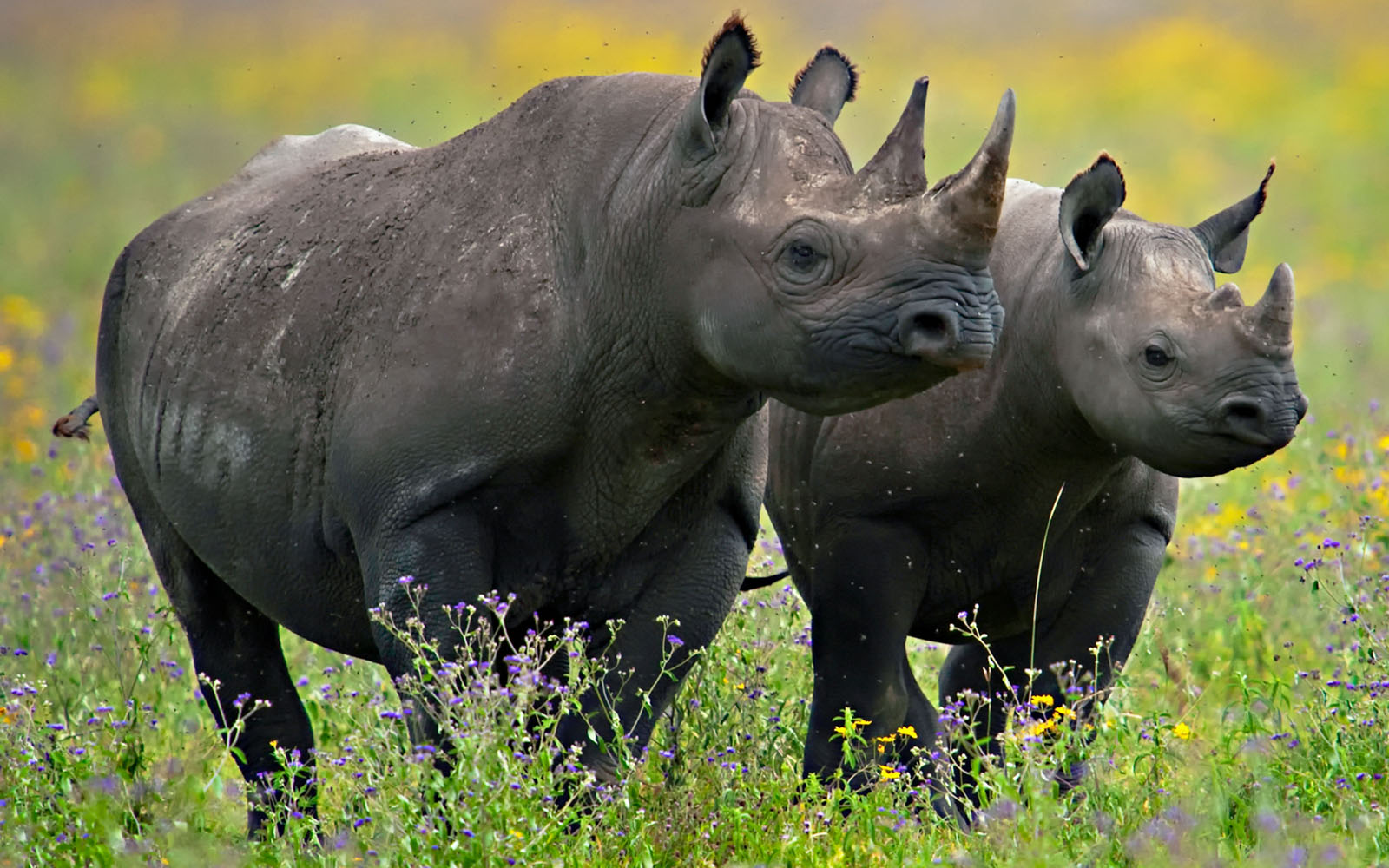 Family Safaris