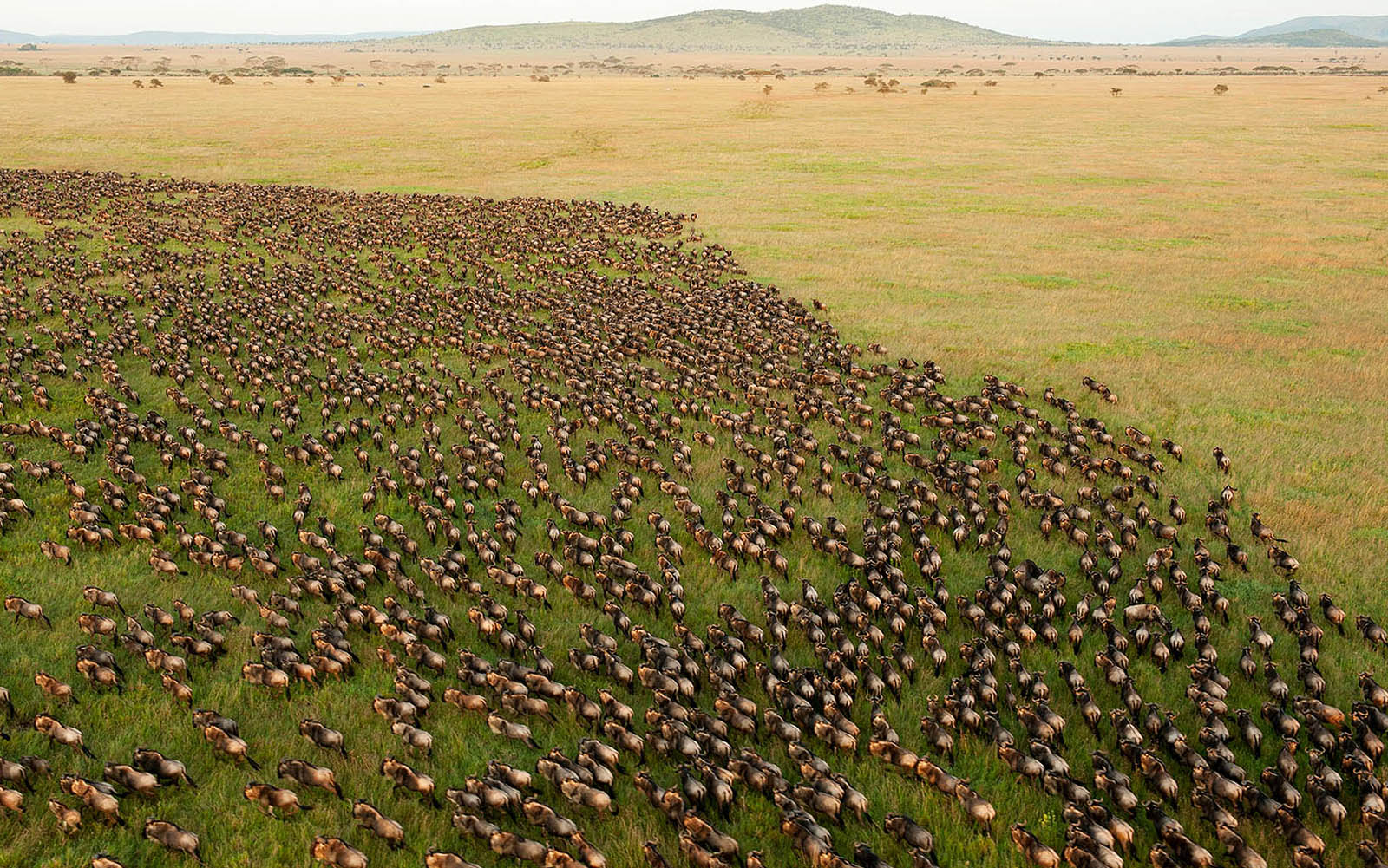 The Great Migration